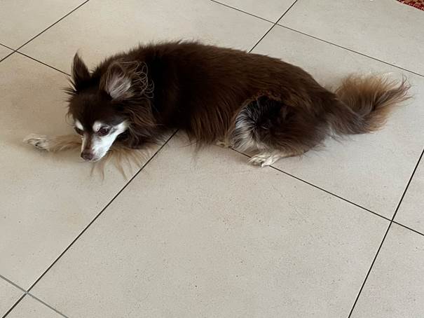 Ein Bild, das Boden, Katze, Hund, Säugetier enthält.
Automatisch generierte Beschreibung