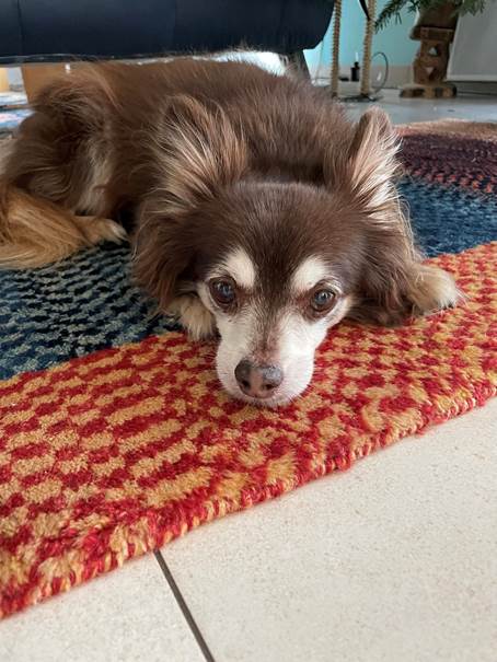 Ein Bild, das Säugetier enthält.
Automatisch generierte Beschreibung