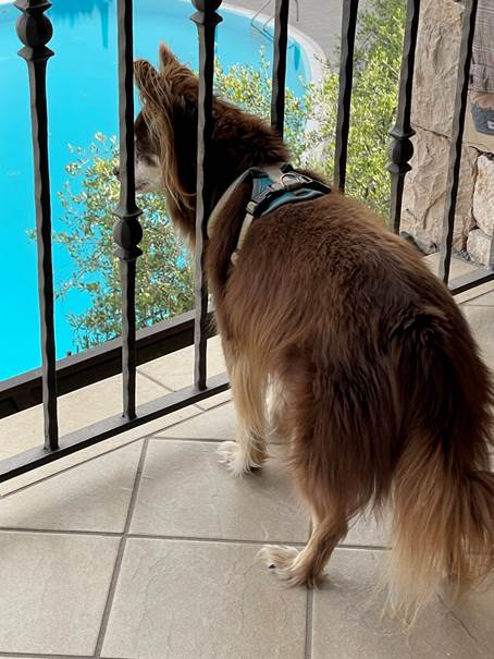 Ein Bild, das Säugetier enthält.
Automatisch generierte Beschreibung