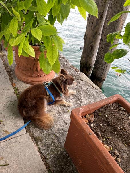 Ein Bild, das Säugetier enthält.
Automatisch generierte Beschreibung