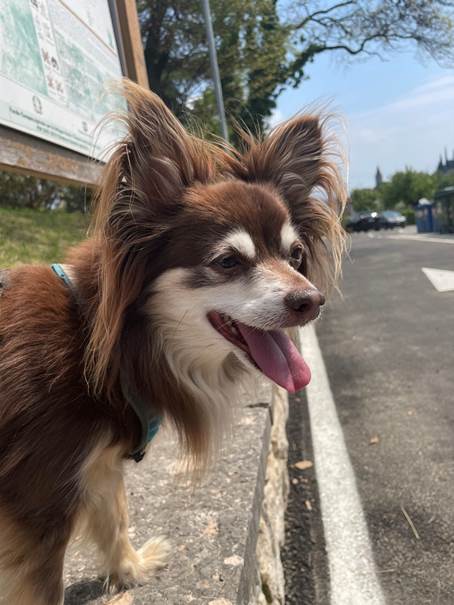 Ein Bild, das draußen, Säugetier, Pferd enthält.
Automatisch generierte Beschreibung