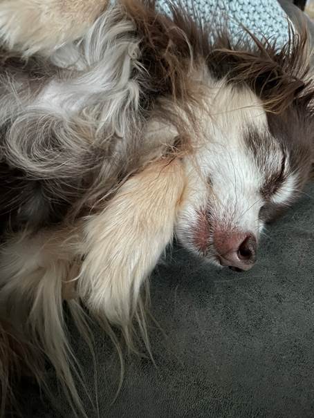 Ein Bild, das Säugetier, drinnen, Hund, legend enthält.
Automatisch generierte Beschreibung