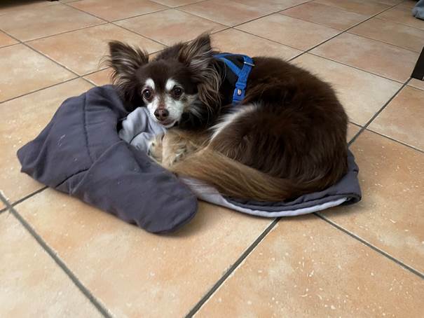 Ein Bild, das Boden, Hund, legend, Schuhe enthält.
Automatisch generierte Beschreibung