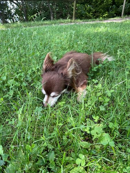 Ein Bild, das Gras, draußen, Baum, Säugetier enthält.
Automatisch generierte Beschreibung
