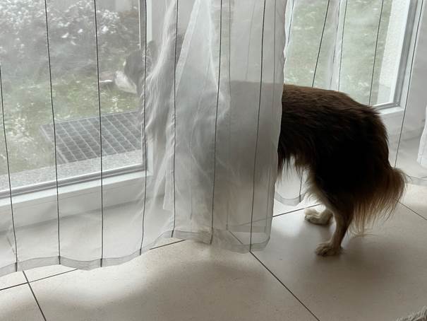 Ein Bild, das drinnen, Hund, stehend, Säugetier enthält.
Automatisch generierte Beschreibung